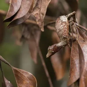 Satanic leaf-tailed gecko print on twig