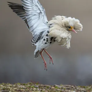 Satellite male Ruff (Philomachus pugnax) in full display at the lek. Varanger, Finmark