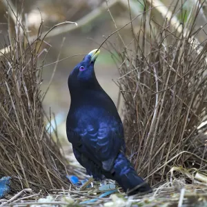 Satin Bowerbird Print, Ravenshoe, North Queensland Satin Bowerbird Print, Ravenshoe, North Queensland