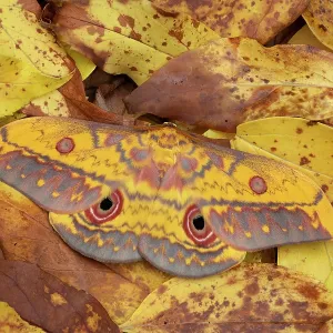 Mariposa Saturniida (Aurivillius triramis), Parque Nacional Laraganga Mole, Ghana, África. Mariposa Saturniida (Aurivillius triramis), Parque Nacional Laraganga Mole, Ghana, África.