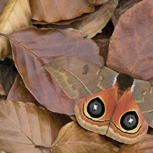 Saturniid moth (Automeris excreta) camouflaged in leaf litter, Guatemala