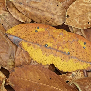 Saturniid moth (Eacles ormondei), female camouflaged in leaf litter. Izabal, Guatemala