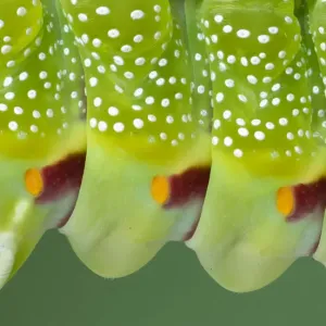 Saturniid Moth Larva Print Saturniid Moth Larva Print