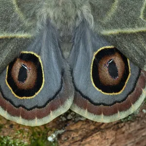 Saturniid Moth Print, Panama Saturniid Moth Print, Panama