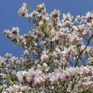 Saucer Magnolia (Magnolia x soulangeana) tree in full flower against blue sky. Stourhead gardens