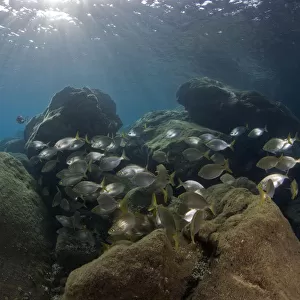 Saupe (Sarpa salpa) shoal, Deserta Grande, Desertas Islands, Madeira, Portugal, August