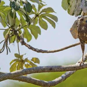 Savanna hawk (Heterospizias meridionalis) perching on branch, Pocone, Brazil