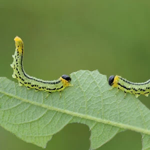 Sawfly larvae (Nematus pavidus) defensive posture, Peatlands Park, County Armagh, Northern Ireland