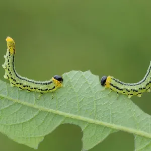 Sawfly larvae defensive posture Print Sawfly larvae defensive posture Print