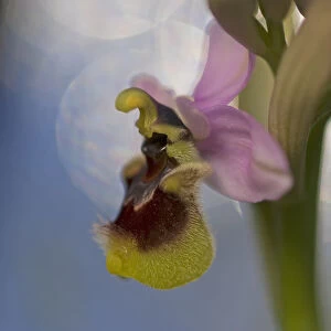 Sawfly orchid (Ophrys tenthredinifera) flower, Gargano National Park, Gargano Peninsula