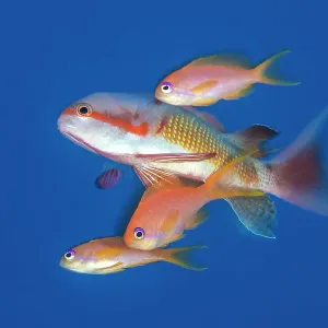 Three Scalefin anthias (Pseudanthias squamipinnis) females, joining a larger male on a spawning rise, Sha'ab Abu Nuhas, Egypt, Red Sea Three Scalefin anthias (Pseudanthias squamipinnis) females, joining a larger male on a spawning rise, Sha'ab Abu Nuhas, Egypt, Red Sea