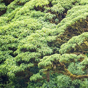 Scalesia pedunculata forest, Cerro Crocker Region, Santa Cruz Island, Galapagos