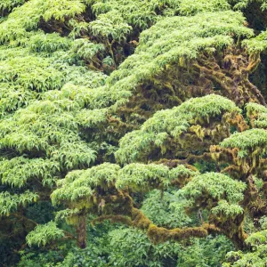 Bosque de Scalesia pedunculata, Región Cerro Crocker, Isla Santa Cruz, Galápagos. Bosque de Scalesia pedunculata, Región Cerro Crocker, Isla Santa Cruz, Galápagos.