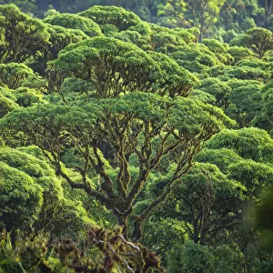 Scalesia pedunculata forest, Los Gemelos, Highlands, Santa Cruz Island, Galapagos