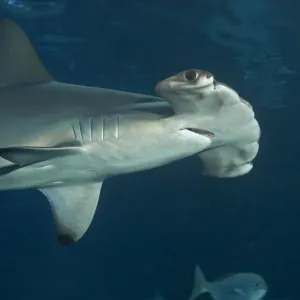 Scalloped Hammerhead Shark Print Scalloped Hammerhead Shark Print