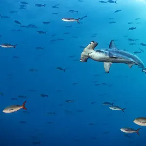 Scalloped hammerhead shark print, a photograph of Sphyrna lewini Scalloped hammerhead shark print, a photograph of Sphyrna lewini