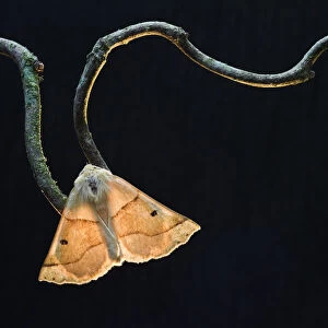 Scalloped oak moth (Crocallis elinguaria) on twig, Uplyme, Devon, England, July