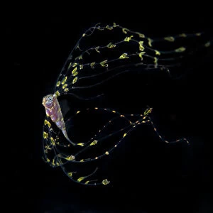 Scalloped ribbonfish (Zu cristatus) juvenile, Balayan Bay, Batangas, the Philippines