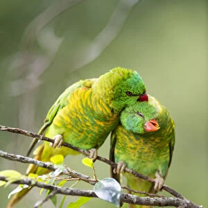 Scaly breasted lorikeet (Trichoglossus chlorolepidotus) pair allopreening in branch of
