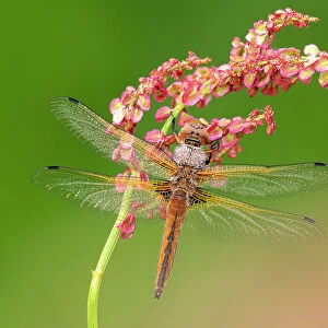 Scarce chaser dragonfly (Libellula fulva) covered in dew, roosting on common sorrel (Rumex acetosa), Lower Tamar Lakes, Cornwall, UK. May