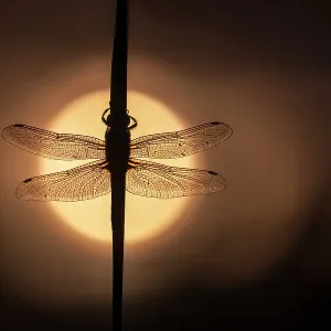 Scarce Chaser dragonfly (Libellula fulva) silhouetted against the rising sun, Lower Tamar Lakes, Cornwall, UK, May Scarce Chaser dragonfly (Libellula fulva) silhouetted against the rising sun, Lower Tamar Lakes, Cornwall, UK, May