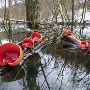Scarlet elf cup fungus (Sarcoscypha coccinea) growing on dead branches floating in an