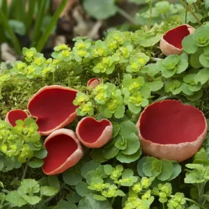 Scarlet elf cup fungus print amongst Opposite-leaved golden-saxifrage Scarlet elf cup fungus print amongst Opposite-leaved golden-saxifrage