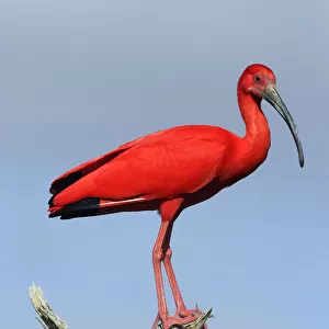 Scarlet ibis (Eudocimus ruber), perched, Coro, Venezuela