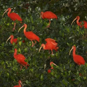 L'ibis scarlet (Eudocimus ruber) se pose en branches sur une petite île de mangrove dans le Caroni. L'ibis scarlet (Eudocimus ruber) se pose en branches sur une petite île de mangrove dans le Caroni.