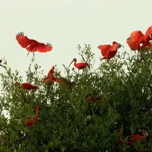 Scarlet Ibises (Eudocimus ruber) flying onto the top of a mangrove tree in the Orinoco River Delta, Venezuela Scarlet Ibises (Eudocimus ruber) flying onto the top of a mangrove tree in the Orinoco River Delta, Venezuela