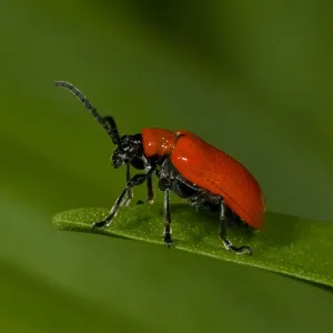 Scarlet Lily Beetle Print, Nottinghamshire England UK May Scarlet Lily Beetle Print, Nottinghamshire England UK May