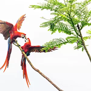 Scarlet Macaw (Ara macao) couple fighting in a tree Corcovado National Park, Osa peninsula, Costa Rica