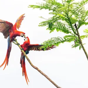 El pájaro escarlata (Ara macao) pareja peleando en un árbol Parque Nacional Corcovado, península de Osa, Costa Rica. El pájaro escarlata (Ara macao) pareja peleando en un árbol Parque Nacional Corcovado, península de Osa, Costa Rica.