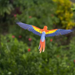 Scarlet Macaw (Ara macao) in flight over the rainforest Corcovado National Park