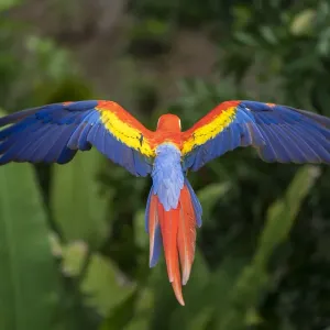 Scarlet Macaw (Ara macao) in flight over the rainforest Corcovado National Park Scarlet Macaw (Ara macao) in flight over the rainforest Corcovado National Park