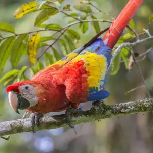 Ara macao (Ara macao) La Selva, Costa Rica. Ara macao (Ara macao) La Selva, Costa Rica.