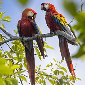 Scarlet macaw (Ara macao) pair in tree, Osa Peninsula, Costa Rica