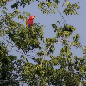 Scarlet macaw (Ara macao) perched on a branch above a claylick. Tambopata National Reserve Scarlet macaw (Ara macao) perched on a branch above a claylick. Tambopata National Reserve