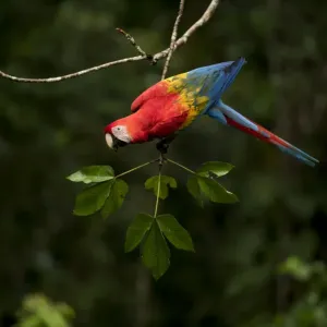 Ara macao Print - Scarlet Macaw in Tambopata National Reserve, Peru Ara macao Print - Scarlet Macaw in Tambopata National Reserve, Peru