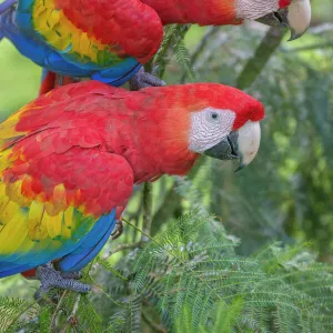 Scarlet macaws (Ara macao) La Selva, Costa Rica