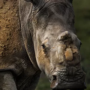 Scarred face of a white rhinoceros (Ceratotherum simum) that survived an attack by