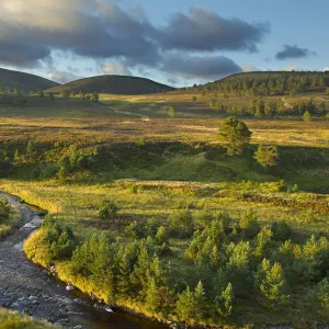 Scattered Scots pine trees (Pinus sylvestris) beside the Dorback Burn, Dorback Estate