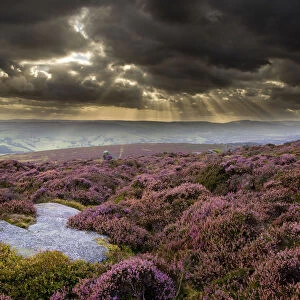 Scenic view of moorland habitat showing flowering heather (Ericaceae sp) in foreground