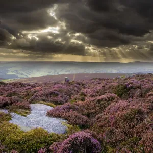 Scenic view of moorland habitat showing flowering heather (Ericaceae sp) in foreground Scenic view of moorland habitat showing flowering heather (Ericaceae sp) in foreground