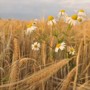 Scentless Mayweed (Tripleurospermum inodorum) in a ripe barley field. Perthshire