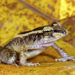 Schmidts Wrinkled Ground Frog Print Schmidts Wrinkled Ground Frog Print