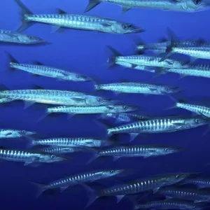 School of Blackfin barracuda (Sphyraena qenie), Kimbe Bay, West New Britain, Papua