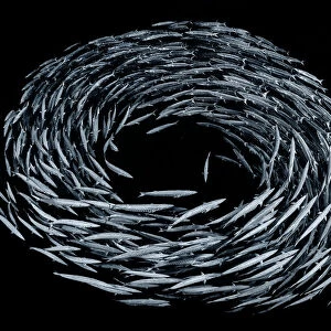 School of Blackfin barracuda (Sphyraena qenie) forming circle in open water off the wall