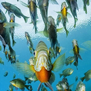 School of Bluegill (Lepomis macrochirus) fish in a spring, Florida, USA