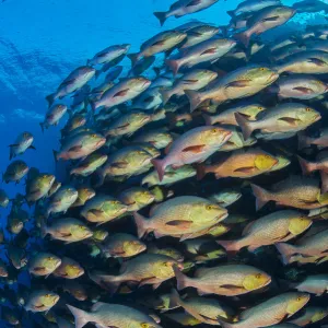 School of Bohar snapper (Lutjanus bohar) swimming in formation along a coral reef